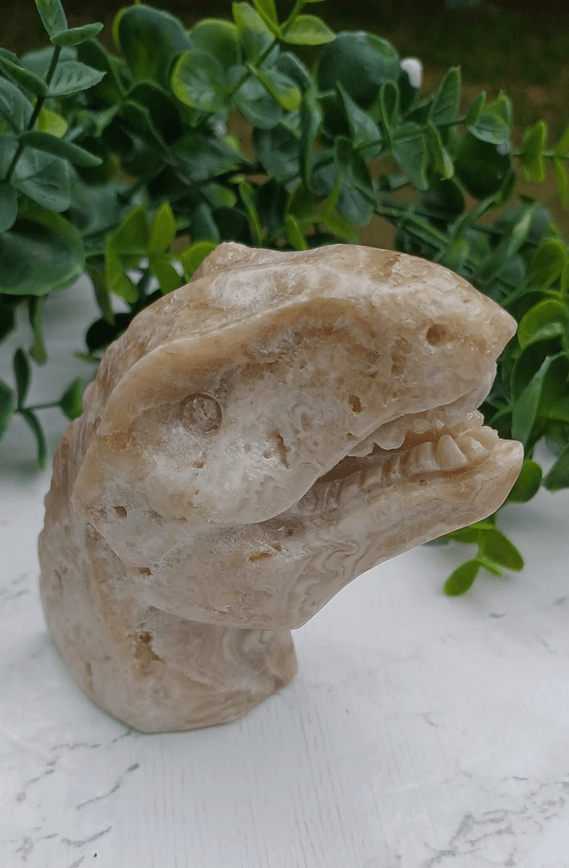 Amber Calcite T-Rex Dinosaur Crystal | Natural Stone Carved and Polished Tyrannosaurus Rex Head no. 2