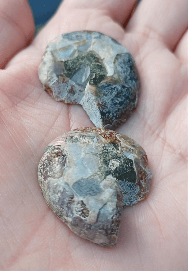 Irredescent Ammonite 1 (small)