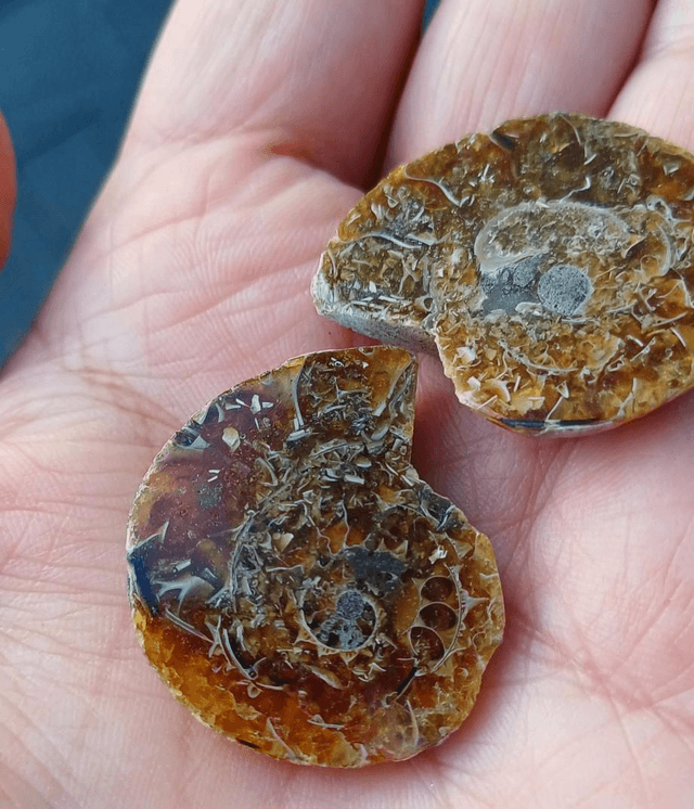 Irredescent Ammonite 1 (small)