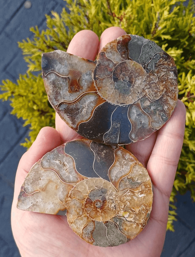 Irredescent Ammonite 2 (Large)