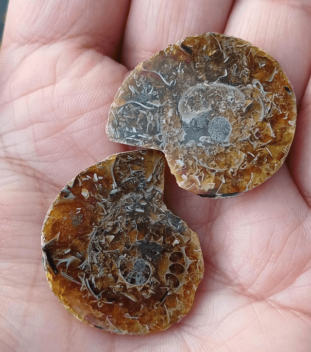 Irredescent Ammonite 1 (small)