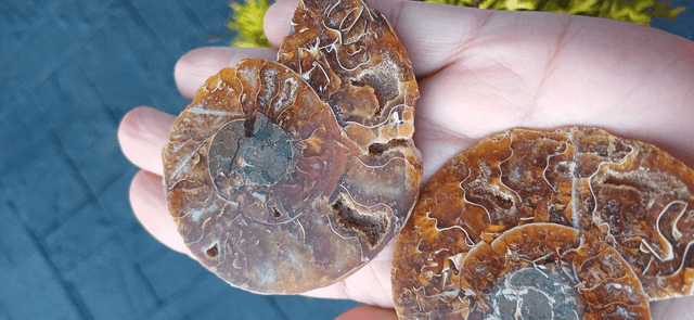 Irredescent Ammonite 4 (Large)