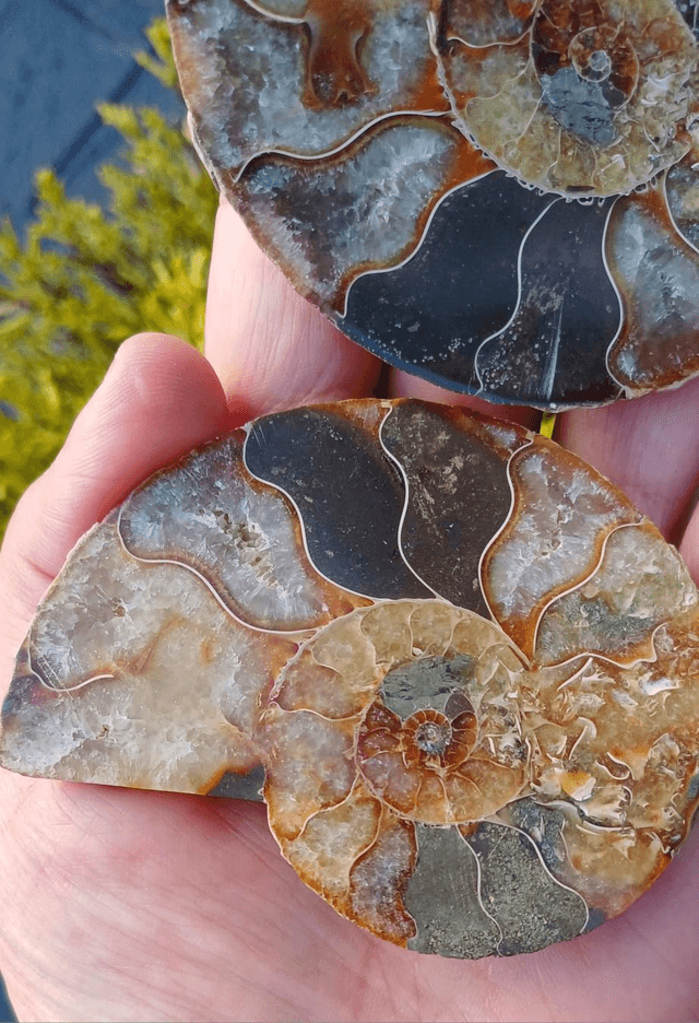 Irredescent Ammonite 2 (Large)