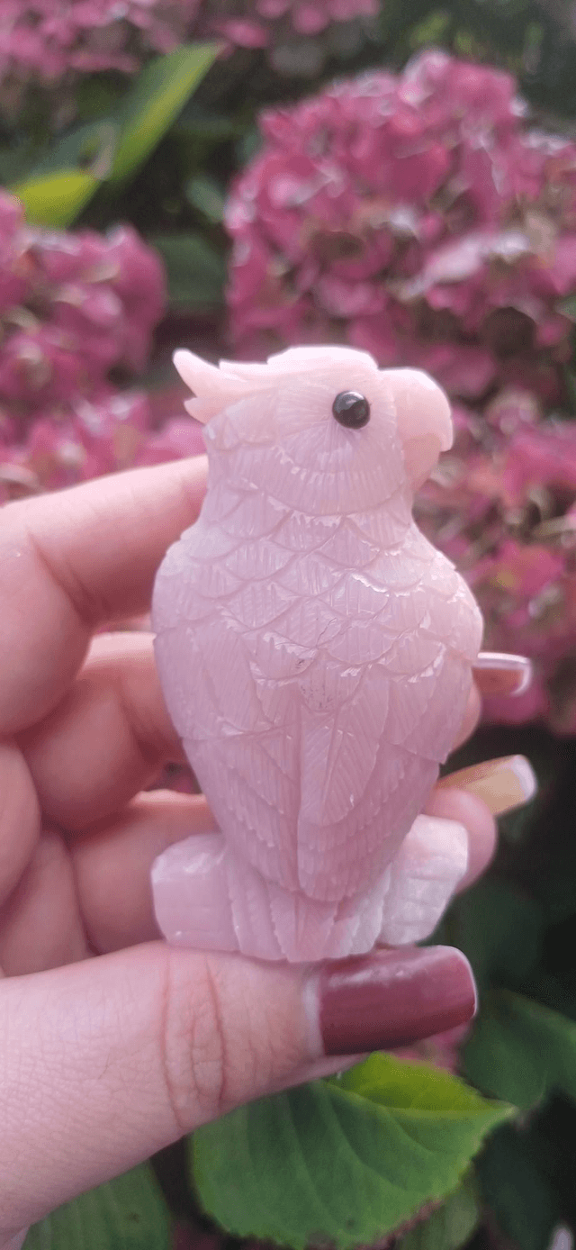 Pink Opal Parrot 