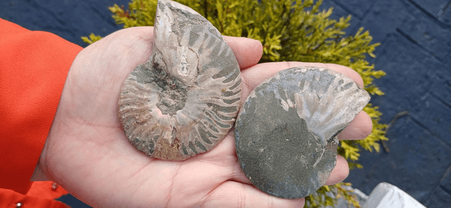 Irredescent Ammonite 3 (large)