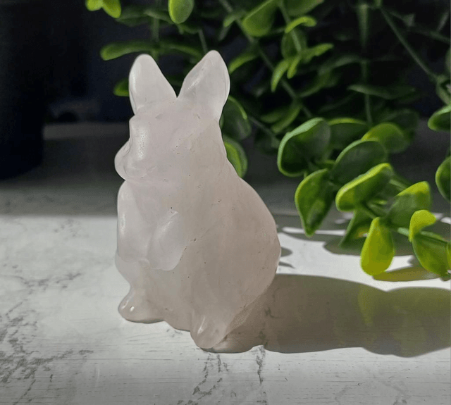 Bunny Rabbits
