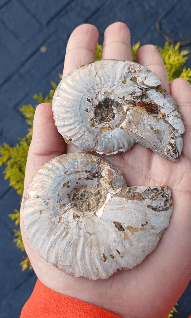 Irredescent Ammonite 4 (Large)