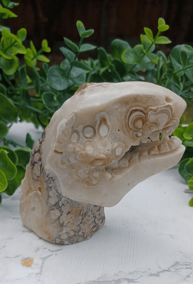 Coral Jade T-Rex Dinosaur Crystal | Natural Stone Carved and Polished Tyrannosaurus Rex Head 