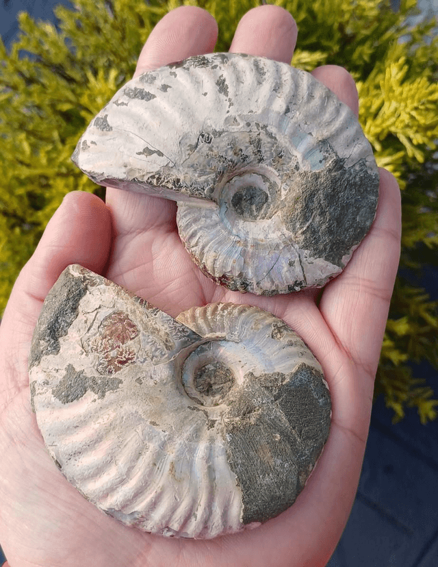 Irredescent Ammonite 2 (Large)