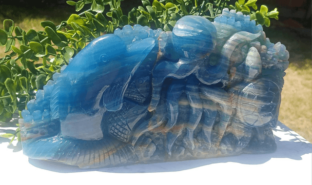 Blue Onyx Octopus, Dolphin, Fish Under the Sea