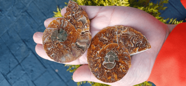 Irredescent Ammonite 4 (Large)