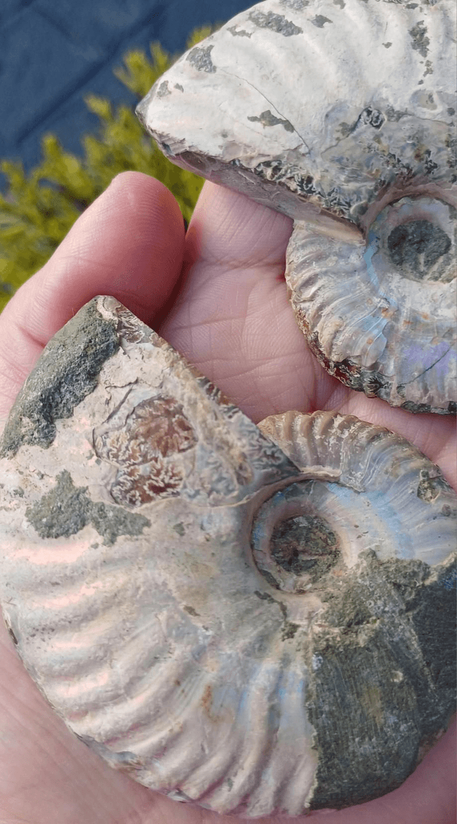 Irredescent Ammonite 2 (Large)