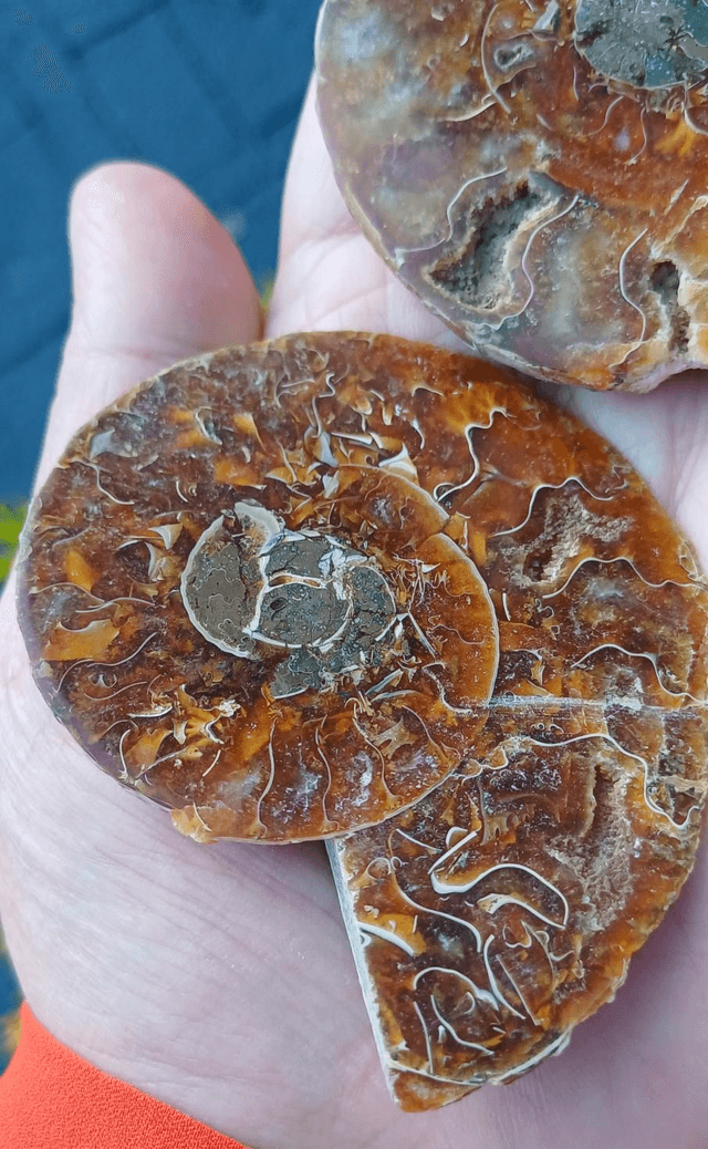 Irredescent Ammonite 4 (Large)