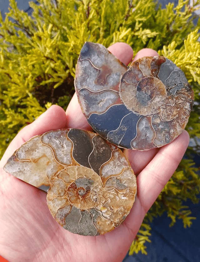 Irredescent Ammonite 2 (Large)