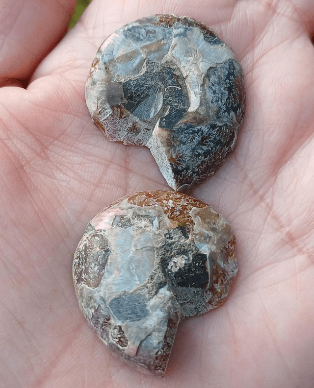 Irredescent Ammonite 1 (small)
