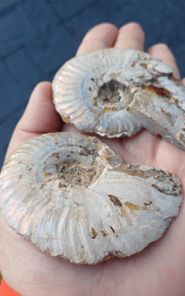 Irredescent Ammonite 4 (Large)