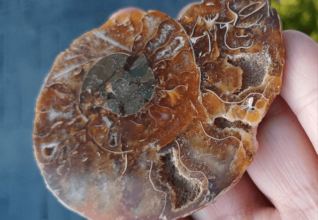 Irredescent Ammonite 4 (Large)