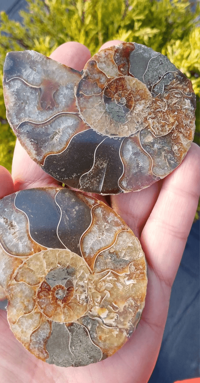Irredescent Ammonite 2 (Large)