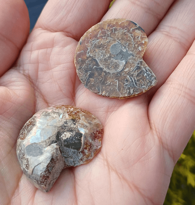 Irredescent Ammonite 1 (small)