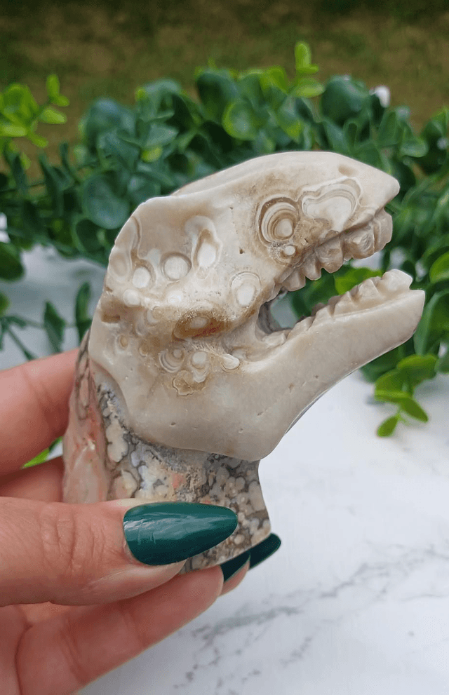 Coral Jade T-Rex Dinosaur Crystal | Natural Stone Carved and Polished Tyrannosaurus Rex Head 