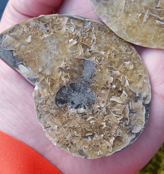 Irredescent Ammonite 3 (large)