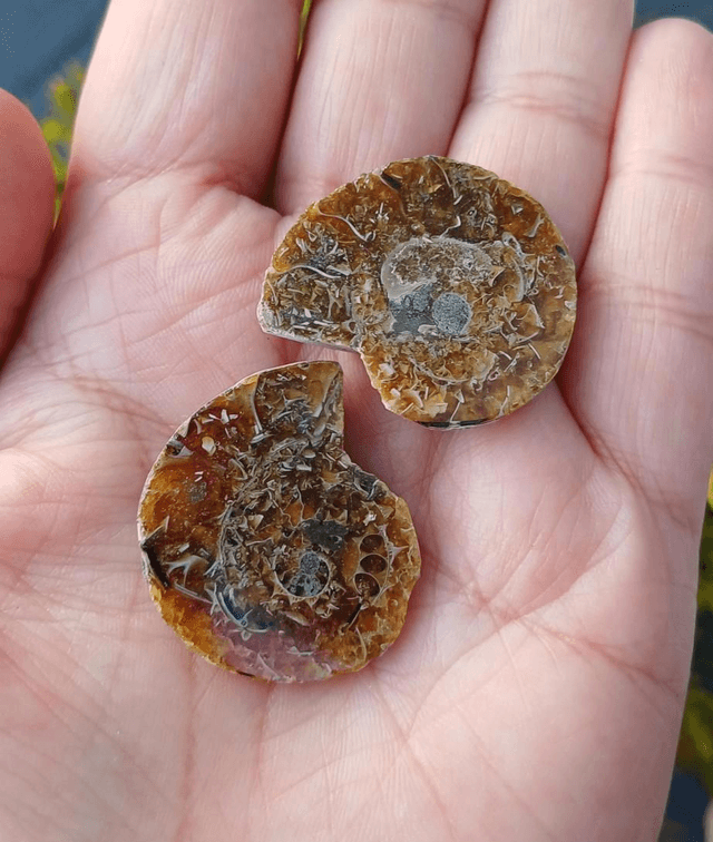 Irredescent Ammonite 1 (small)