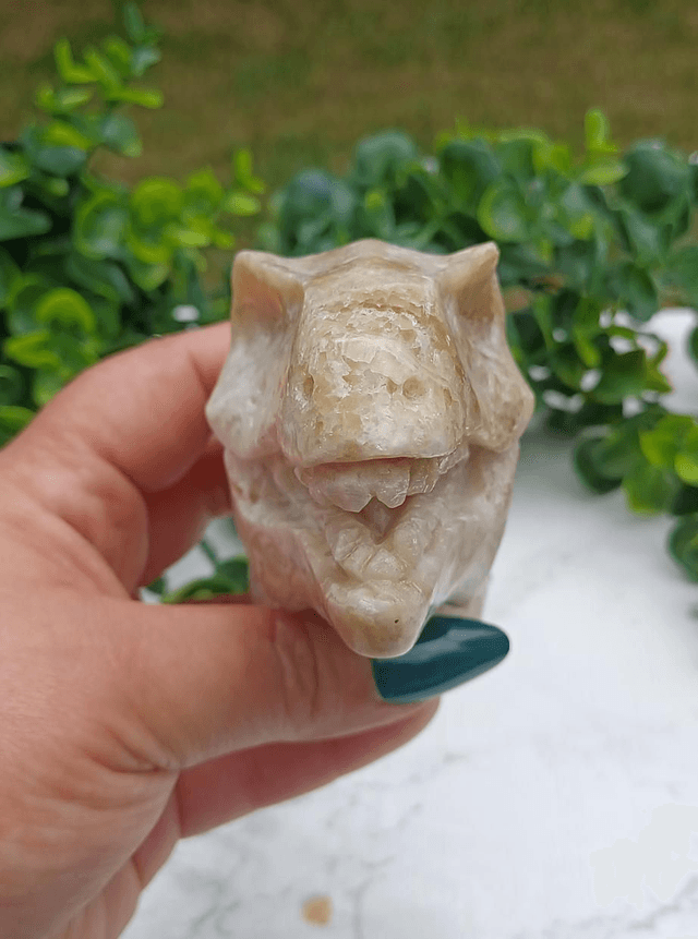 Amber Calcite T-Rex Dinosaur Crystal | Natural Stone Carved and Polished Tyrannosaurus Rex Head no. 2