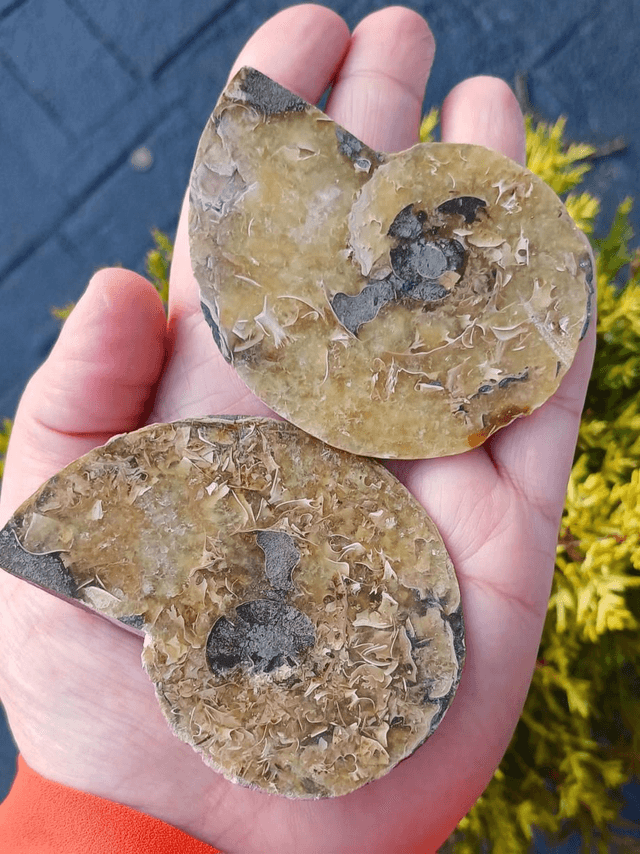 Irredescent Ammonite 3 (large)