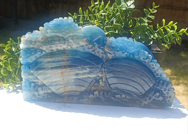 Blue Onyx Octopus, Dolphin, Fish Under the Sea