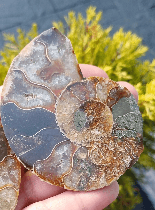 Irredescent Ammonite 2 (Large)